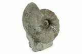 Triassic Ammonite (Ceratites praenodosus) Fossil - Germany #243508-1